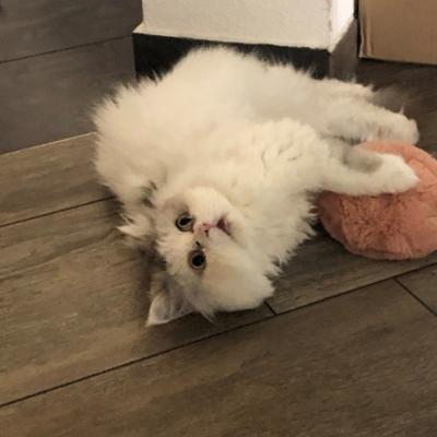 Katze Benny liegt seitlich auf dem Boden