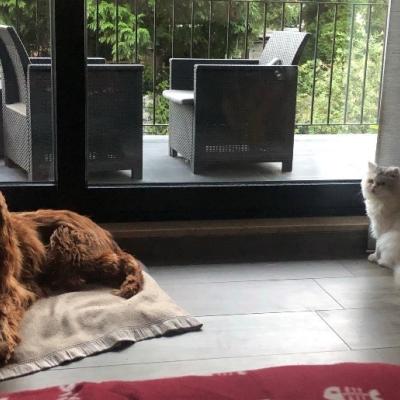 Katze Benny und ein Hund