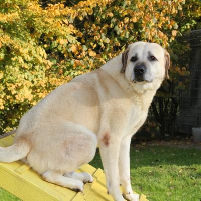 Effe sitzt im Garten