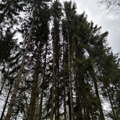 Bild von Hitzeschaden 6