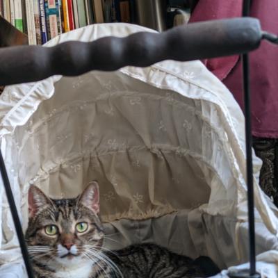 Katze Kiara liegt im Kinderwagen