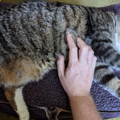 Katze Kiara wird auf dem Boden gekrault
