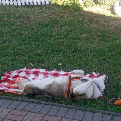 Hund Lou liegt im Garten