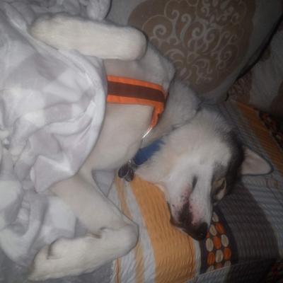 Hund Lou schläft