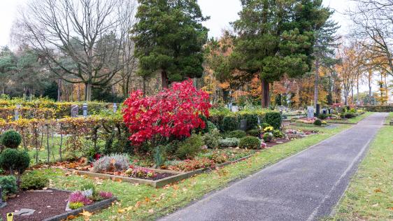 Weg auf dem Speldorfer Friedhof. Eine Reihe Sargerdgräber, auf einer steht ein rot belaubter Baum. Im Hintergrund sind die Urnengemeinschatfsgäber mit Gemainschaftsgrabmalen