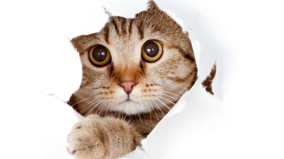 Katze schaut aus einem Loch ins Bild