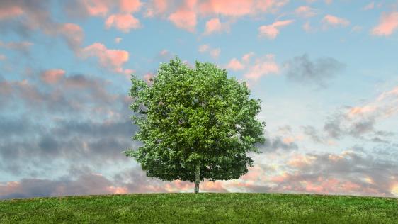 Das Bild zeigt einen grünen Baum und im Hintergrund sind markante Wolken zu sehen