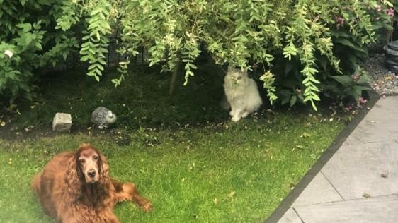 Hund und Katze auf einer Wiese