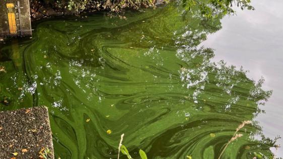 Blaualgen im Entenfang See