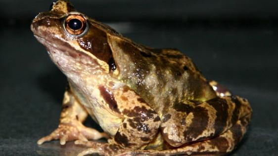 Abbildung eines Grasfrosch (Rana temporaria), als Beispiel einer einheimischen Amphibie.