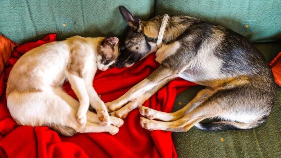 Katze und Hund liegen zusammen schlafend auf einem Sofa.