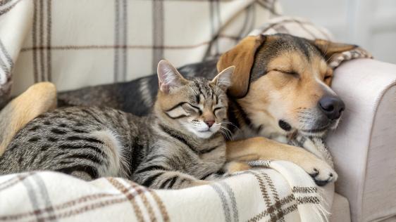 Hund und Katze schlafen
