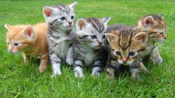 fünf Katzen sitzen auf einer grünen Wiese