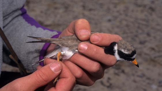 Eine Person die einen Vogel in der Hand hält, der Fokus liegt auf dessen Kennzeichnung, einem silbernen Ring an dessen Bein.