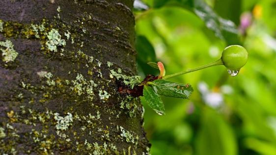 Bildausschnitt mit dem Stamm eines Kirschbaumes, eine kleine grüne Kirsche wächst aus dem Stamm heraus und ein Regentropfen hängt daran.
