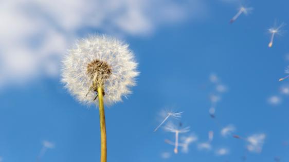 Ein Löwenzahn im Wind verliert Pollen.