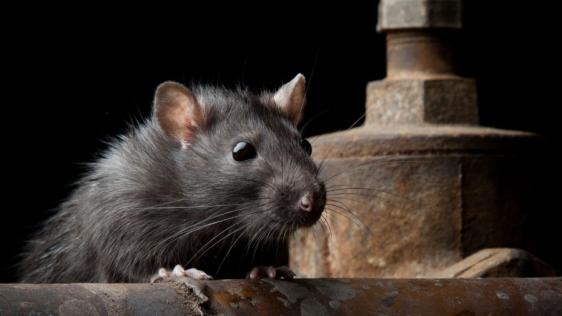 Eine schwarze Ratte steht an einem alten Rohr in einem dunklen Raum
