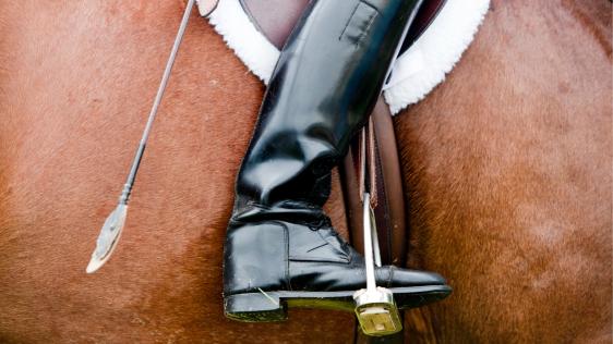 Ein Reitstiefel im Steigbügel an der Flanke eines Pferdes.
