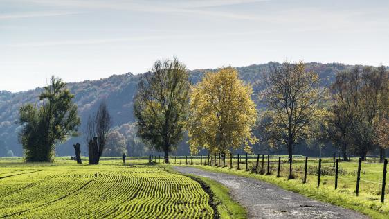 Bäume entlang eines Spazierweges in den Mülheimer Ruhrauen