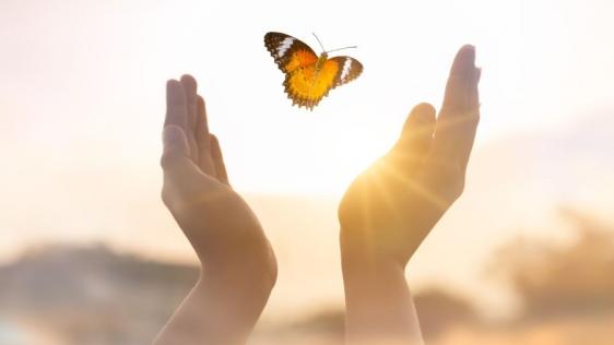 Zwei Hände die sich Richtung Himmel öffnen. Ein schwarz bunter Schmetterling fliegt der Sonne entgegen.