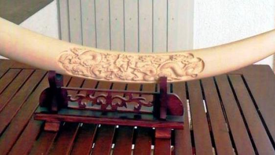 Beschnitzter Elefantenstoßzahn (Elfenbein) aus einem Nachlass.