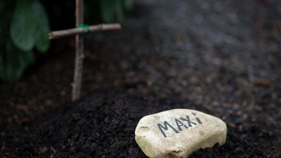 Holzkreuz aus zwei Ästen, daneben ein Stein mit der Aufschrift "Maxi" und einem Herzen daneben.