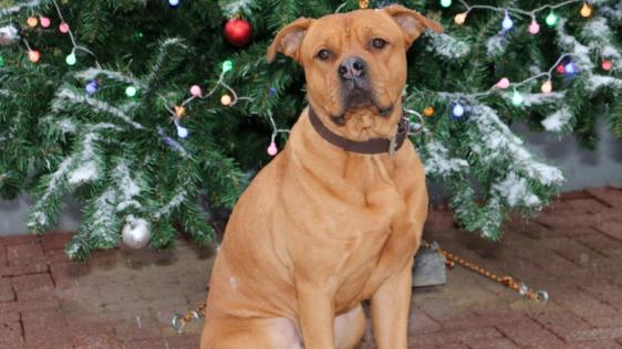 Hund Paul sitzt vor geschmücktem Tannenbaum