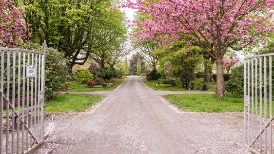 Durch ein geöffnetes Tor blickt man an einem rosa blühenden Baum einen Weg auf dem Friedhof heißen entlang. Dieser führt im Hintergrund durch zwei säulenartig geformte Bäume. Einzelne Grabstätten sind entlang des Weges zu sehen.