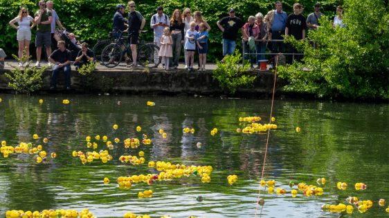 Entenrennen bei Voll die Ruhr, 5000 Enten liefern sich ein Rennen auf der Ruhr