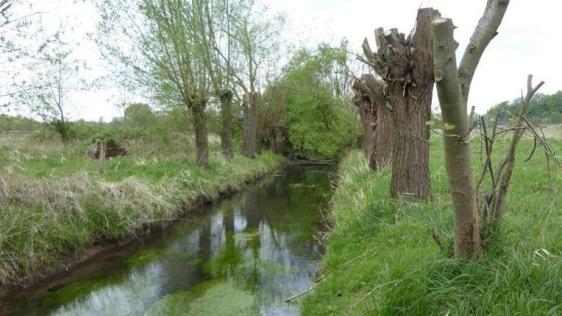 Der Mühlenbach im Bereich der Saarner Aue.