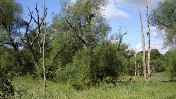 Waldstück der Saarn-Mendener Ruhraue.