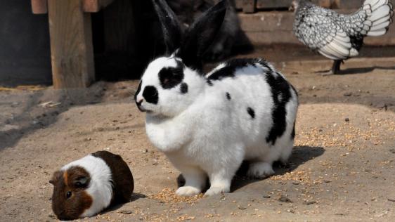 Beispielbild der Lieblingstiere des Arche Parks, Kaninchen, Meerschweinchen und Henne.