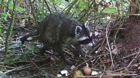 Bild eines Waschbären, durch eine Wildtierkamera aufgezeichnet.