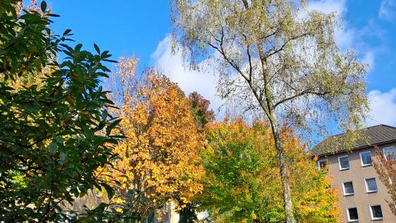 Zu sehen sind bunte Bäume im Herbst, die auf dem Dichterplatz im Dichterviertel Eppinghofen stehen.