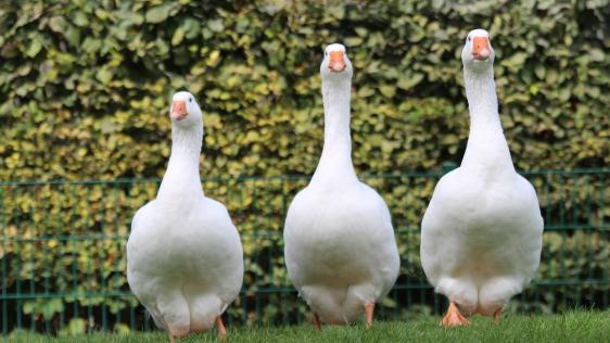 Drei weiße Gänse beim Tierpatentag im Tiergehege Witthausbusch 2017