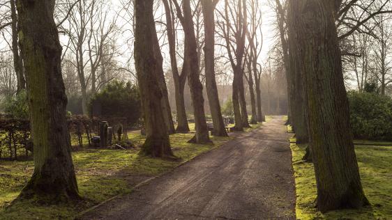 Weg im Herbst zwischen Bäumen