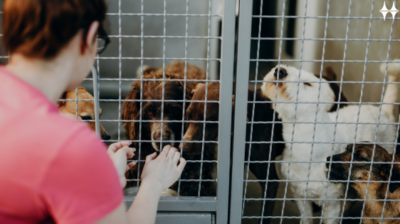 Das Bild zeigt eine junge Frau hockend vor einem Zwinger, in dem sich Hunde befinden.