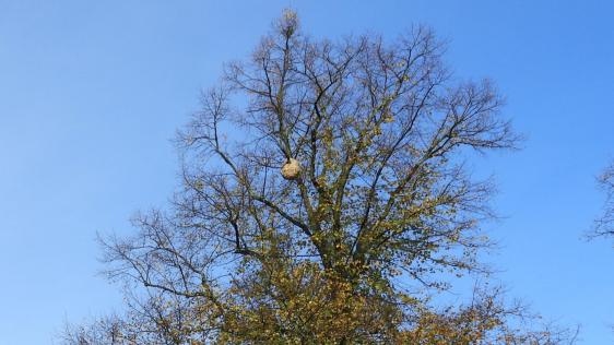Nest der Asiatischen Hornisse in einer Baumkrone