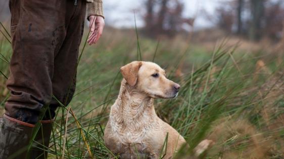 Bildausschnitt zeigt einen Jäger und seinen Hund in der Natur