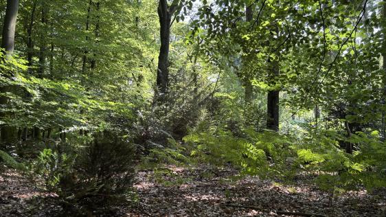 Dicht bewachsener Laubwald mit hohen Bäumen und üppigem Unterholz. Sonnenlicht fällt durch das grüne Blätterdach und erzeugt helle Flecken auf dem Waldboden, der mit Laub bedeckt ist. Im Vordergrund wachsen Farne und kleinere Sträucher.
