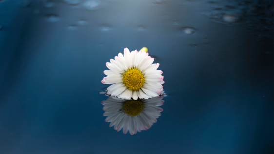 Auf dem Foto ist eine Gänseblume zu sehen, die auf dem Wasser treibt.
