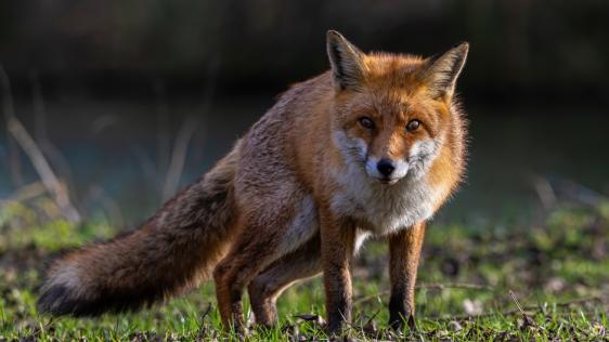 Foto mit Fuchs 