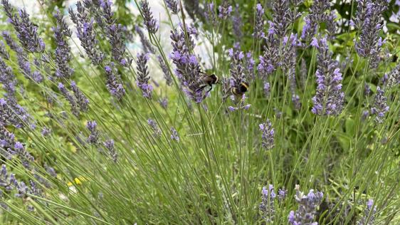 Bewohnergärten Eppinghofen Lavendel 