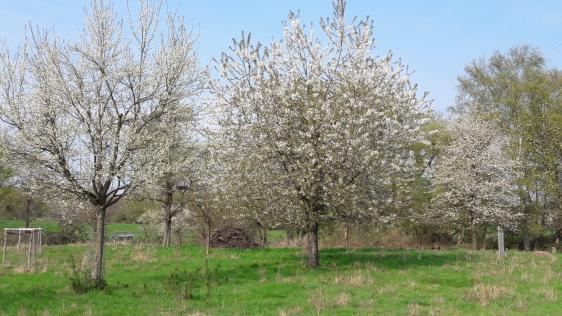 Obstwiese, auf der Kompensationsmaßnahmen durchgeführt wurden.