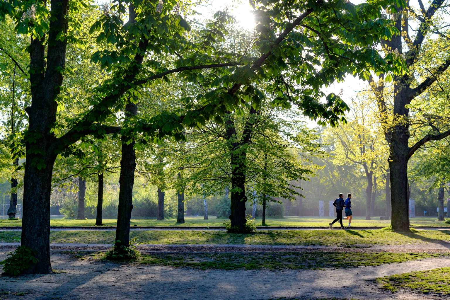 Zwei Personen joggen durch einen Wald.