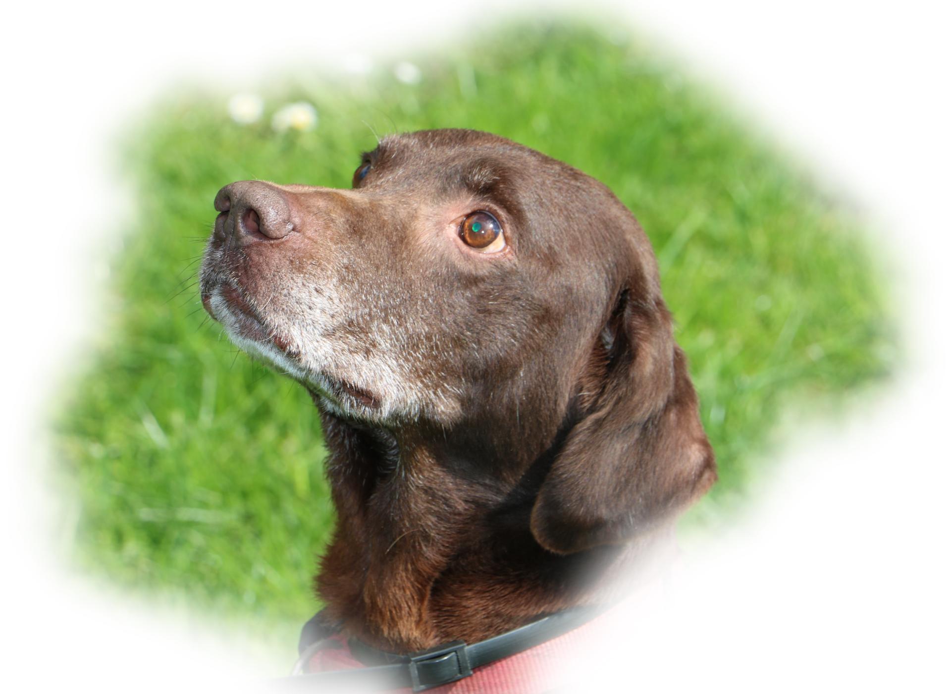 Hund Apollo auf einer Wiese