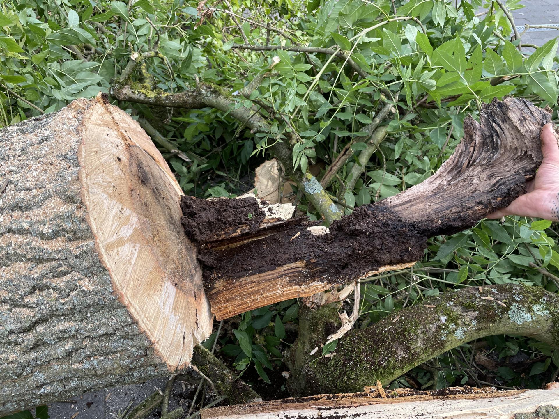 Eine kranke gefällte Eberesche.