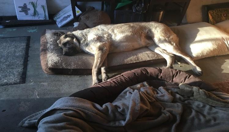 Hund Benni liegt seitlich auf dem Boden