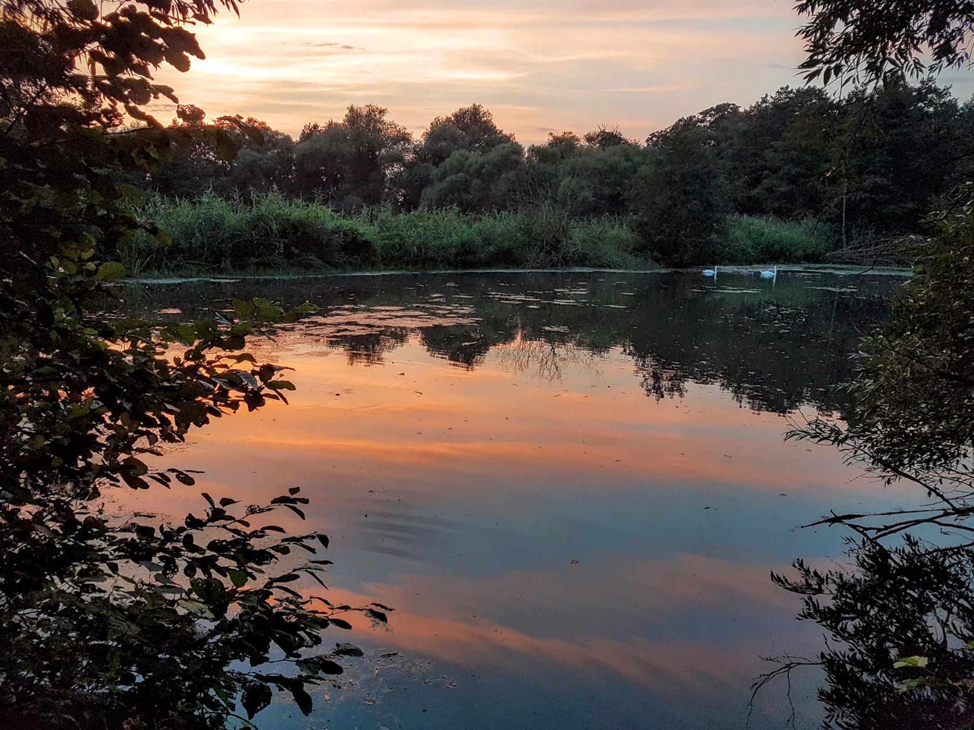 Auf dem Foto ist ein Biotop an der Ruhr zu sehen.