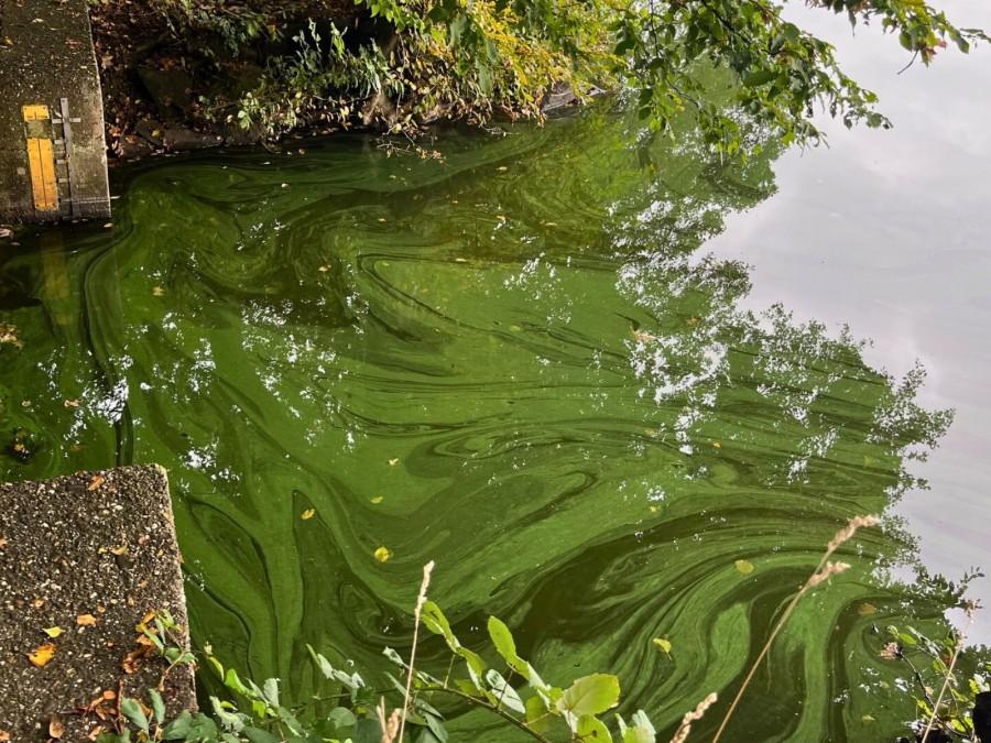 Blaualgen im Entenfang See